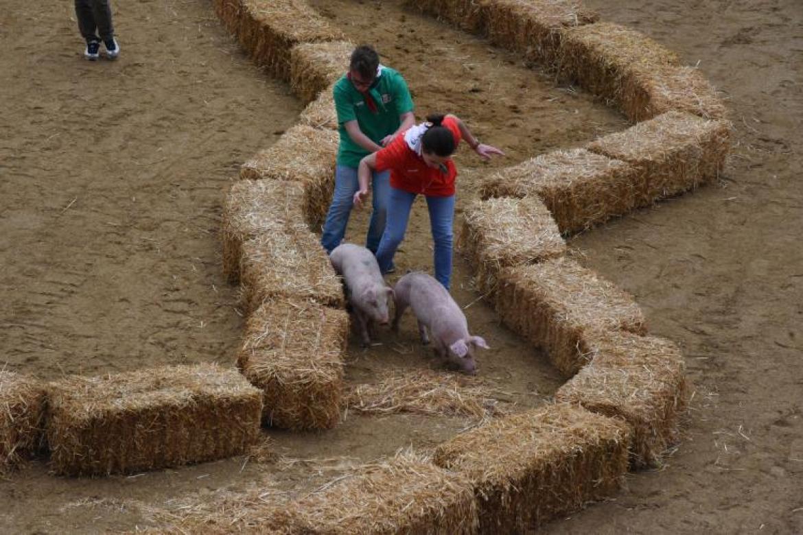 La sagra sfida gli animalisti: «Tornerà il palio dei maiali»