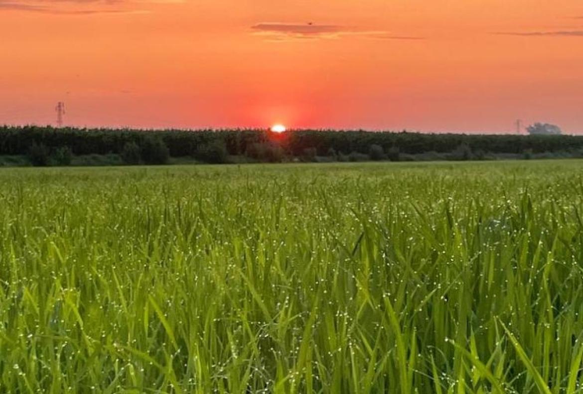 Manca l’acqua per le risaie, anche se non c'è la siccità