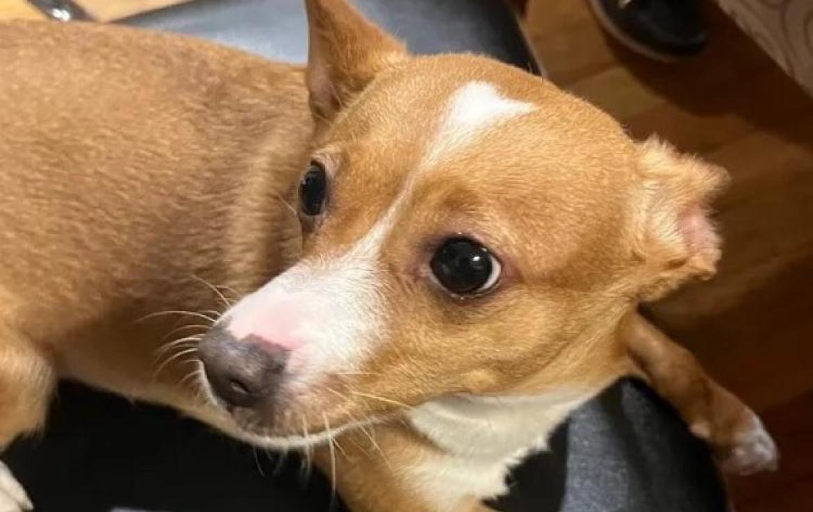 I proprietari della cagnolina Guendalina donano 12.500 euro ai volontari dell’Adai
