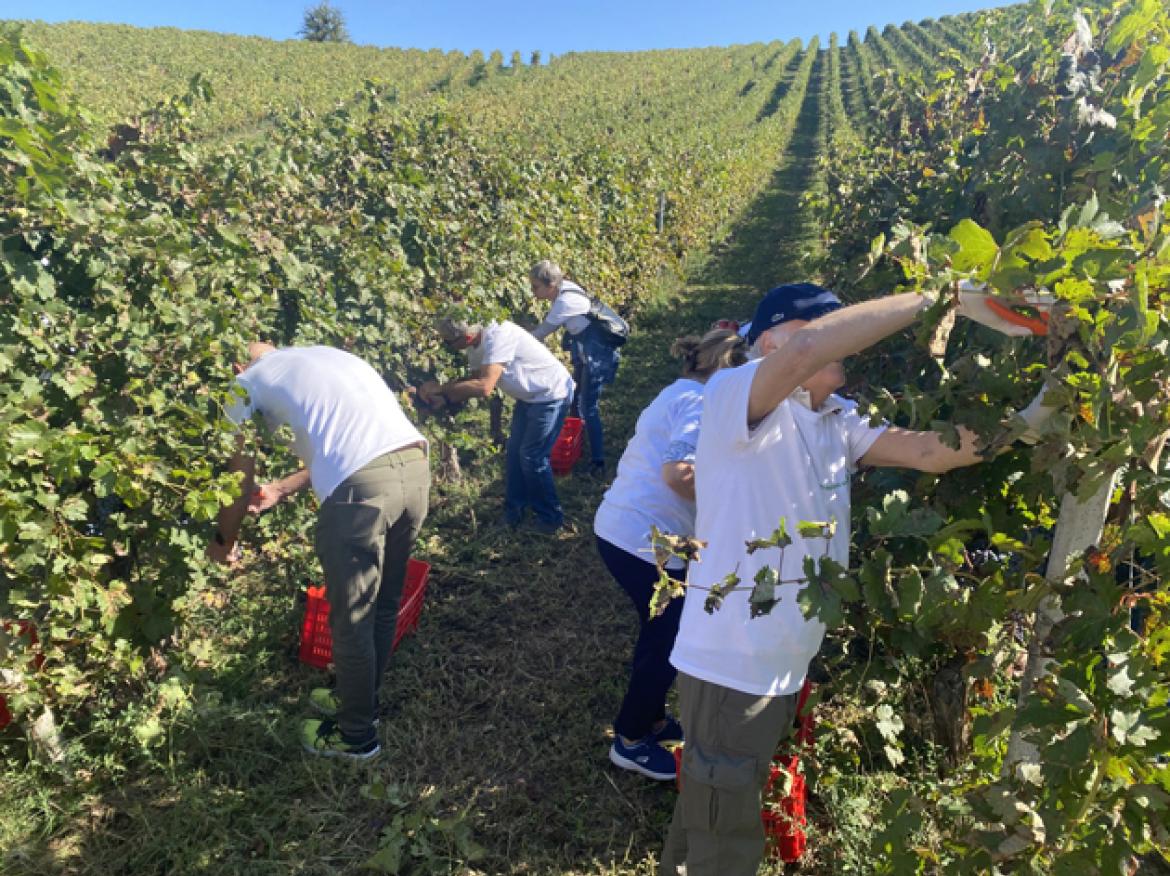 La vite per la vita, la vendemmia dei pazienti trapiantati del Policlinico