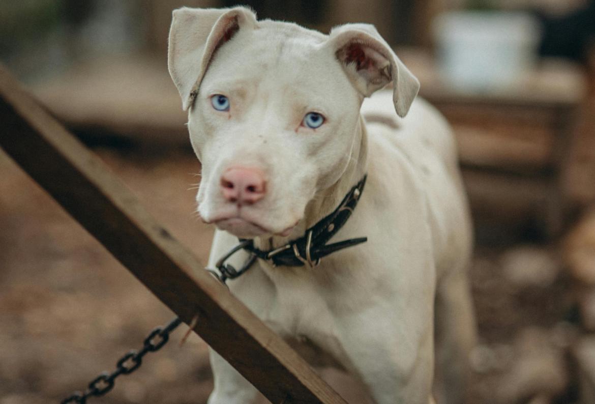 Sfruttamento e crimini contro gli animali: in provincia di Pavia 52 inchieste e 36 indagati