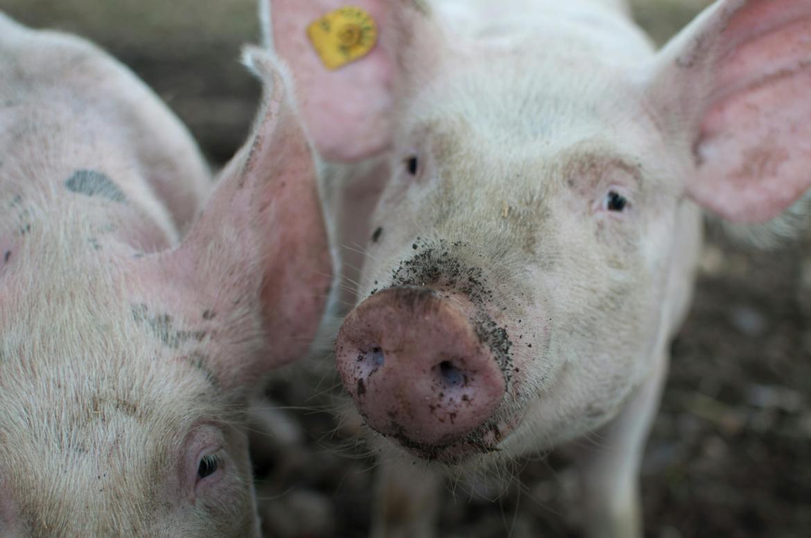Peste suina, appello di Confagricoltura ai Comuni del pavese: supportate le aziende colpite