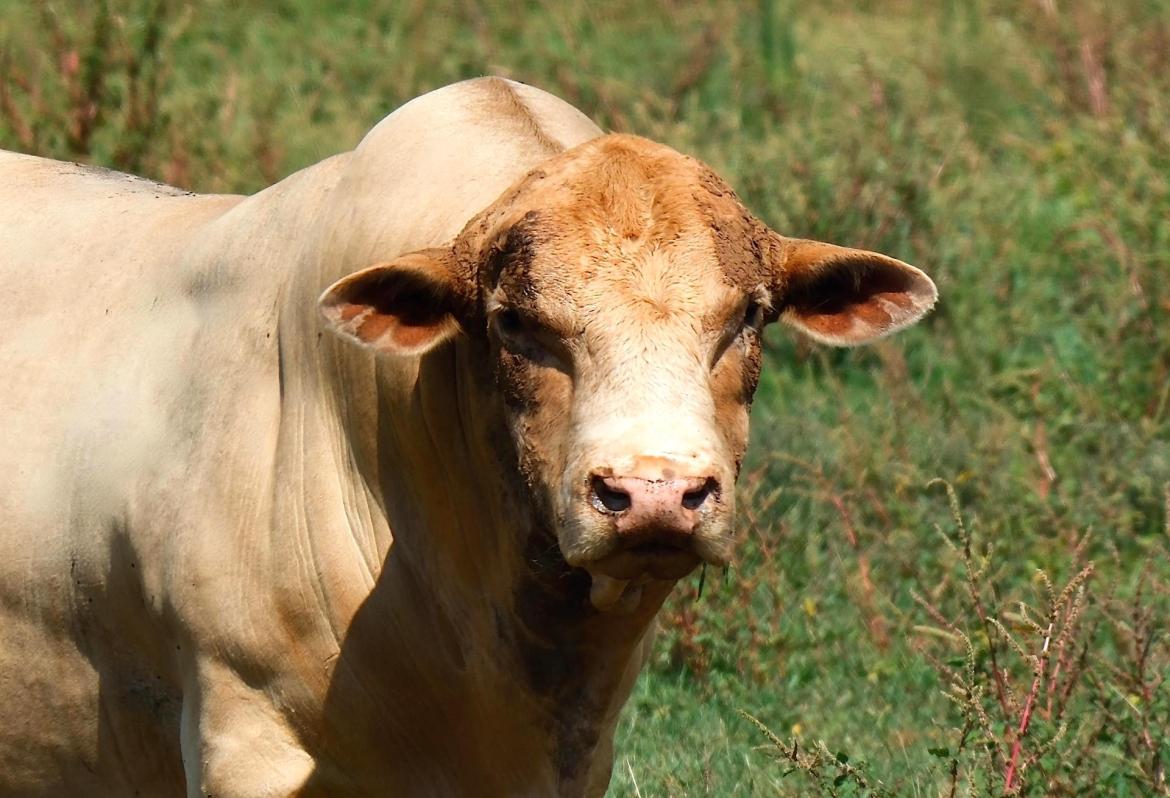 Ferito da una testata del toro: 48enne in ospedale