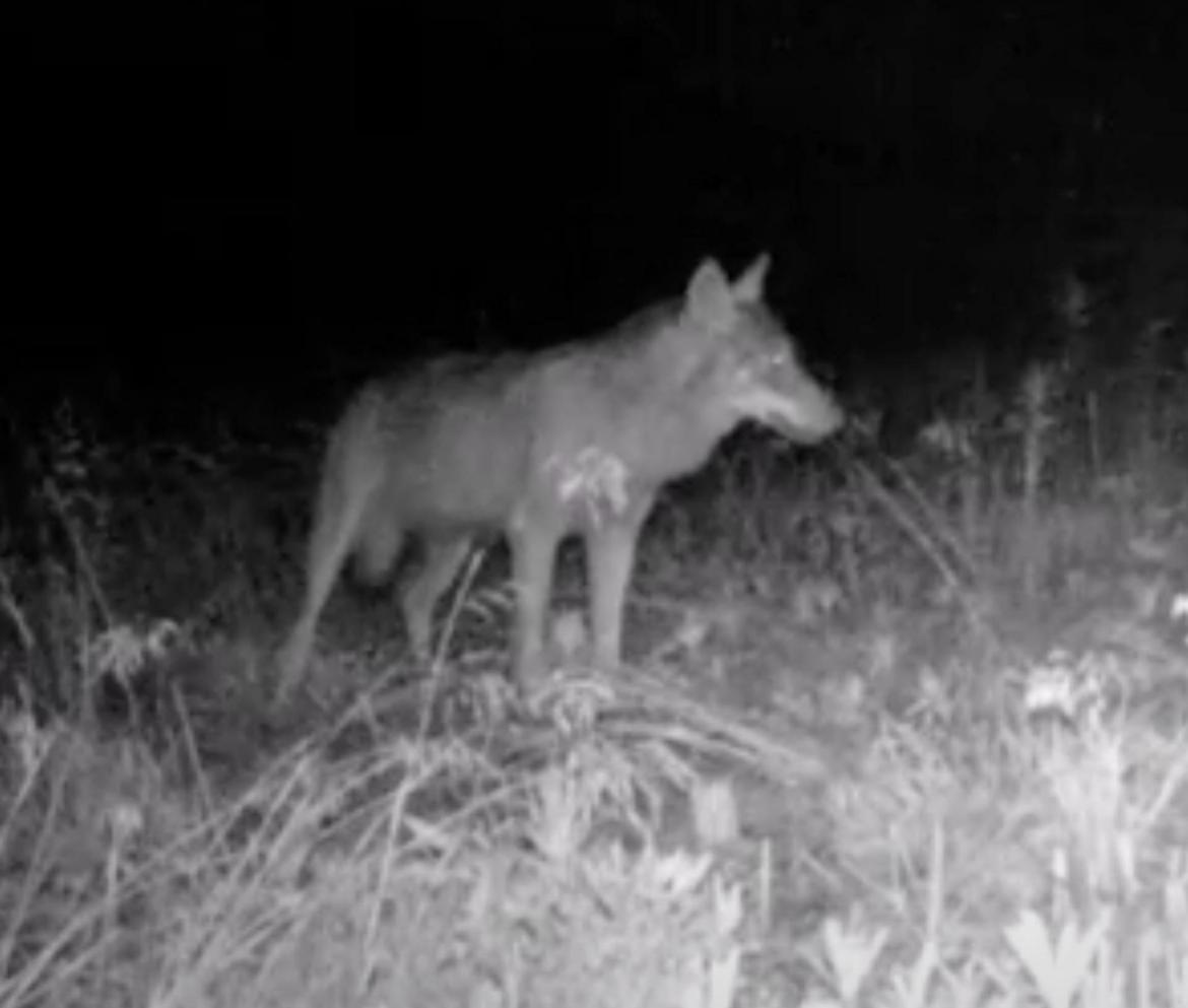 Tre lupi avvistati vicino al bosco del Vignolo di Garlasco