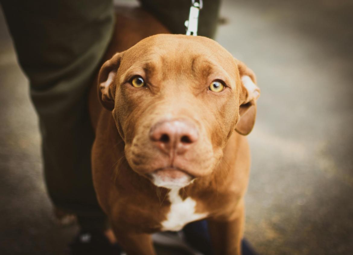 Prende a calci per strada il suo pitbull e poi aggredisce i carabinieri intervenuti: arrestato 26enne marocchino