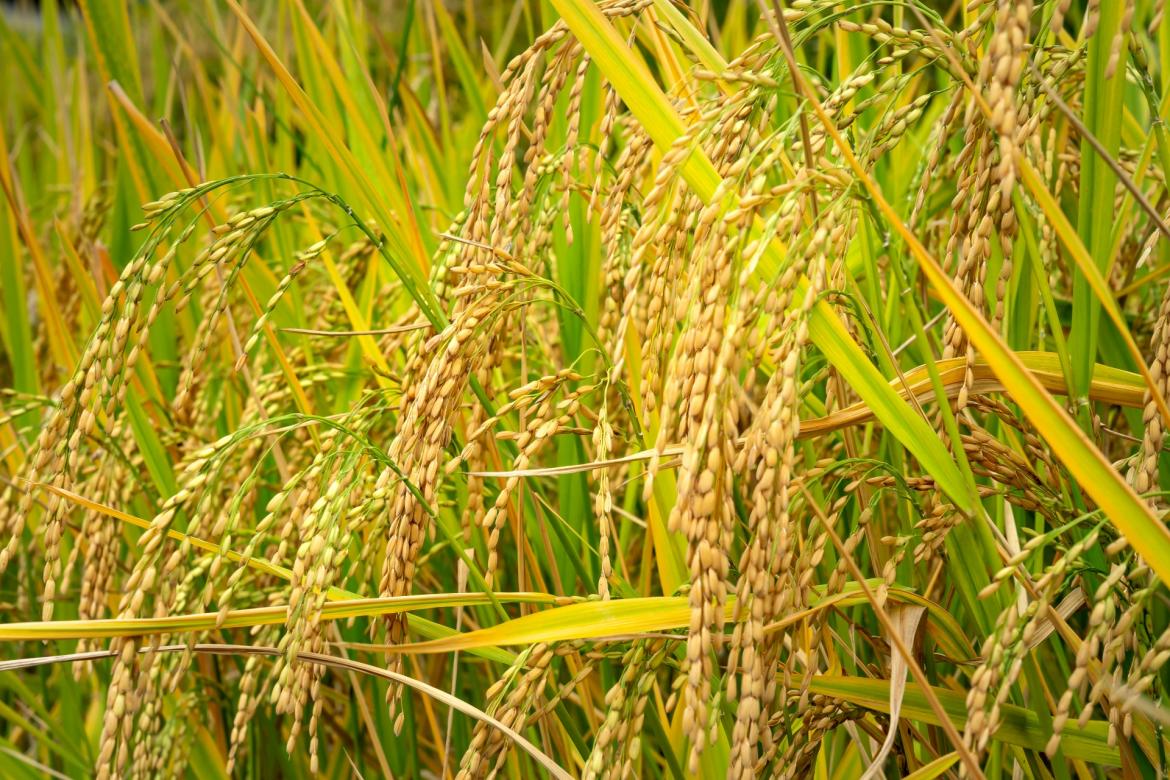 Riso, arriva la deroga per le sementi 2024. Coldiretti Pavia: «Salvaguardato il reddito degli agricoltori»