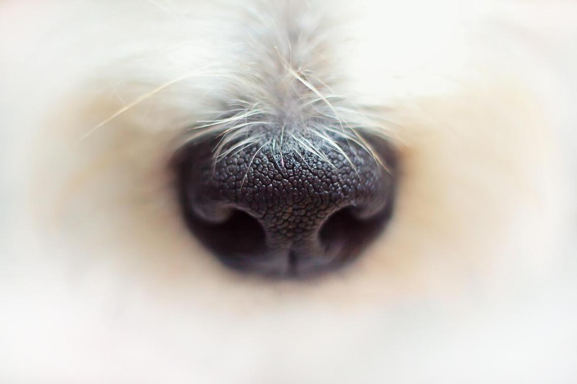 Cerca il tartufo con il tuo cane: al via un corso intensivo
