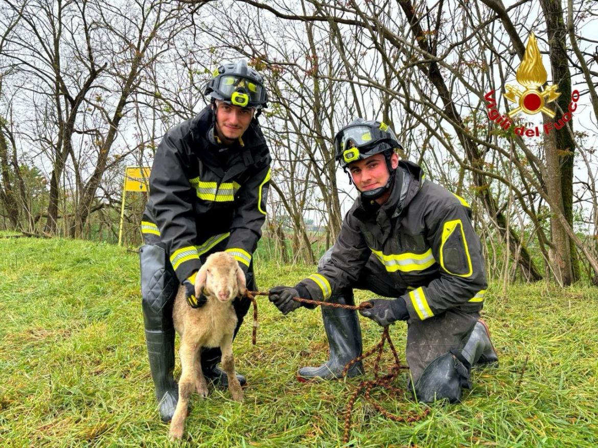 Agnello cade in una scarpata, salvato dai vigili del fuoco a Lomello