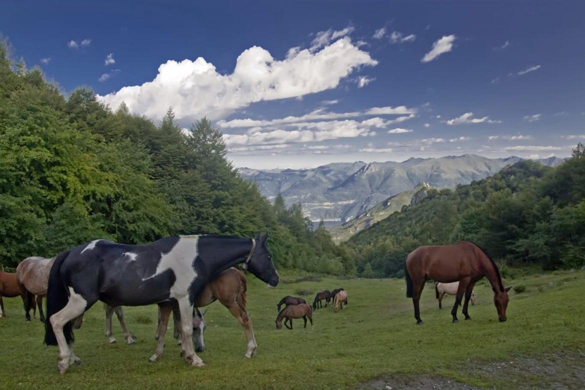 Mandria di cavalli dispersa dopo la piena del Sesia: ancora 37 gli animali scomparsi