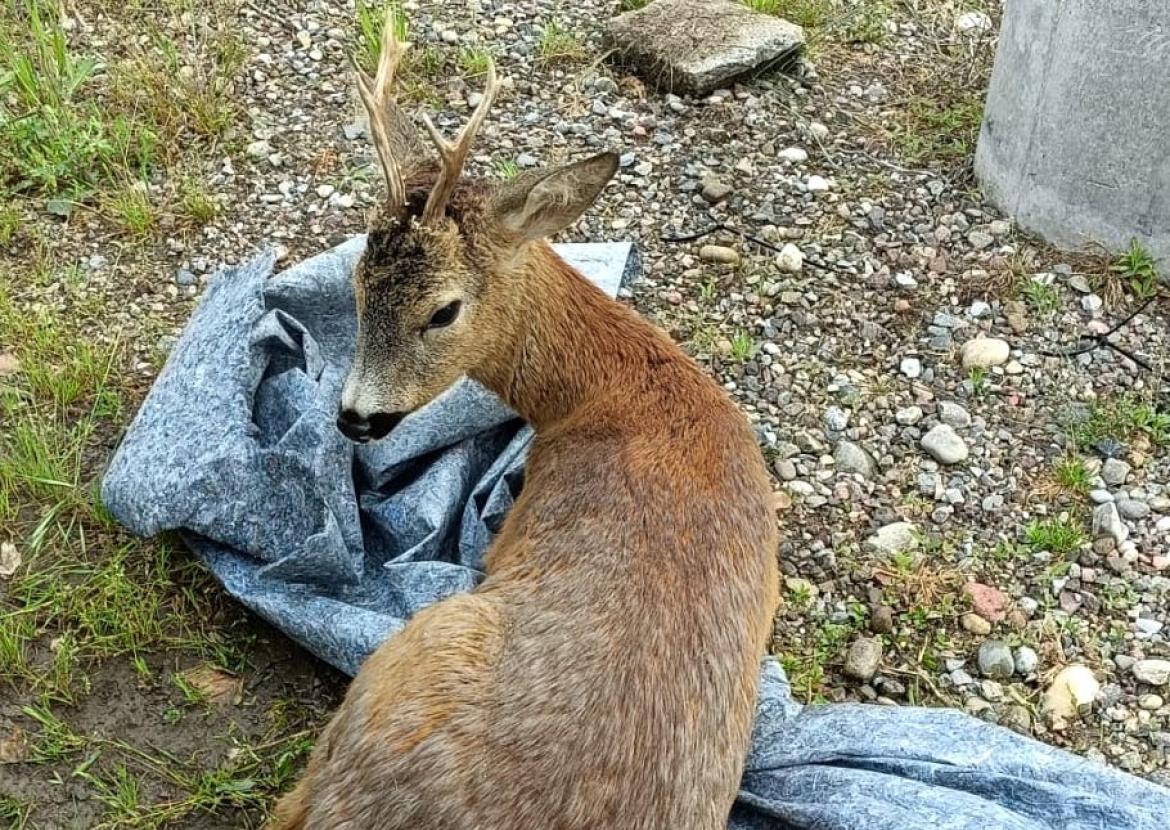 Gambolò, capriolo cade in un canale: salvato in extremis dalla polizia locale