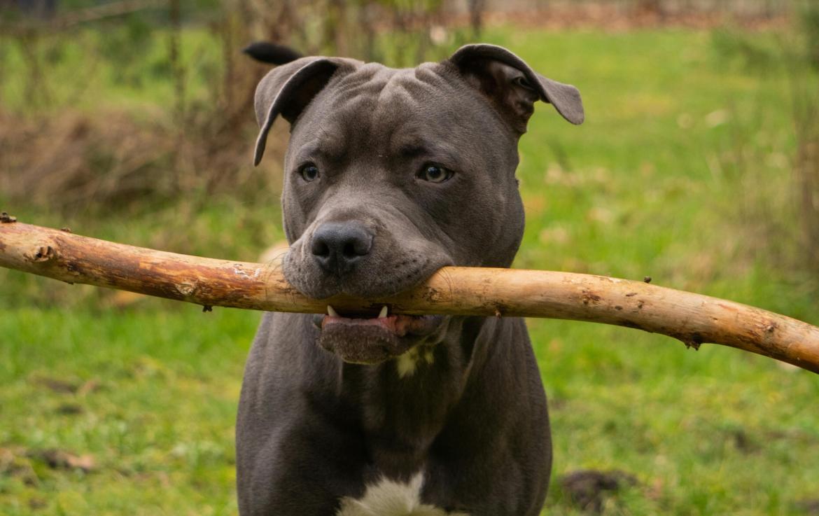 Vigevano, pitbull fugge dal cancello e va mordere il vicino e il suo cane
