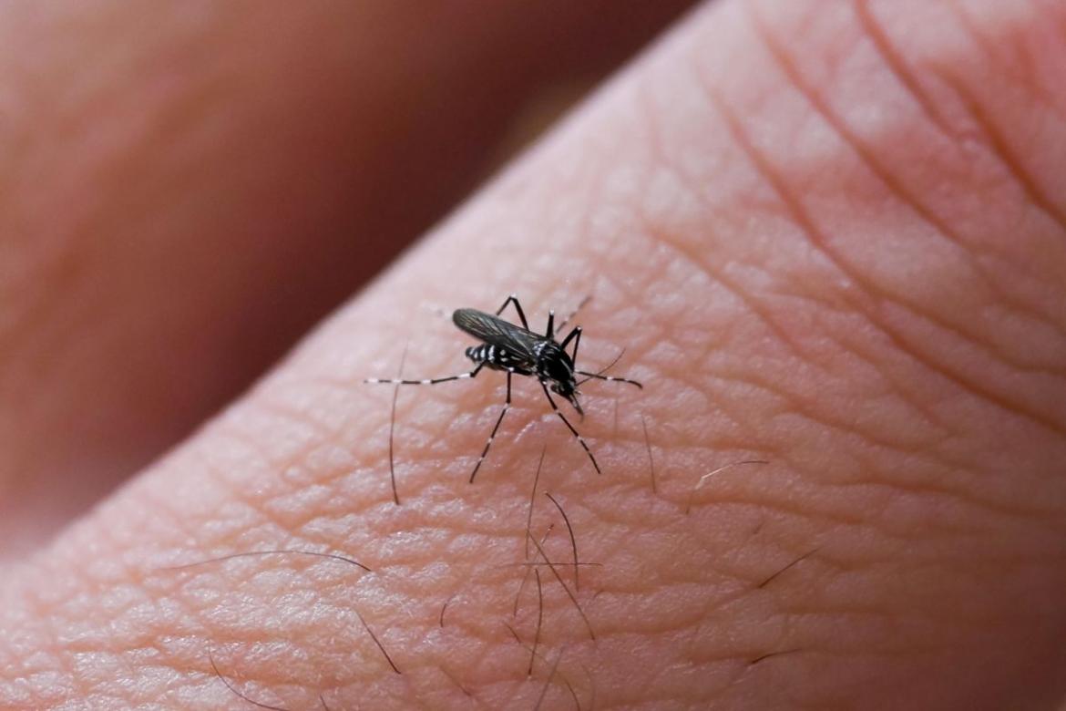 Caso di West Nile a Vigevano. Colpita una ragazza di 16 anni