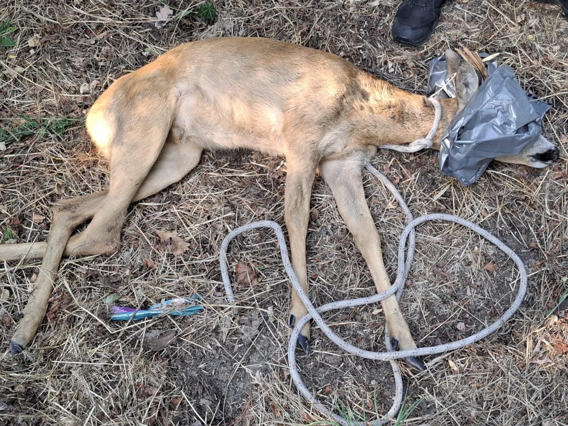 Un capriolo salvato dalla polizia locale: ora si trova in un centro di recupero per animali selvatici