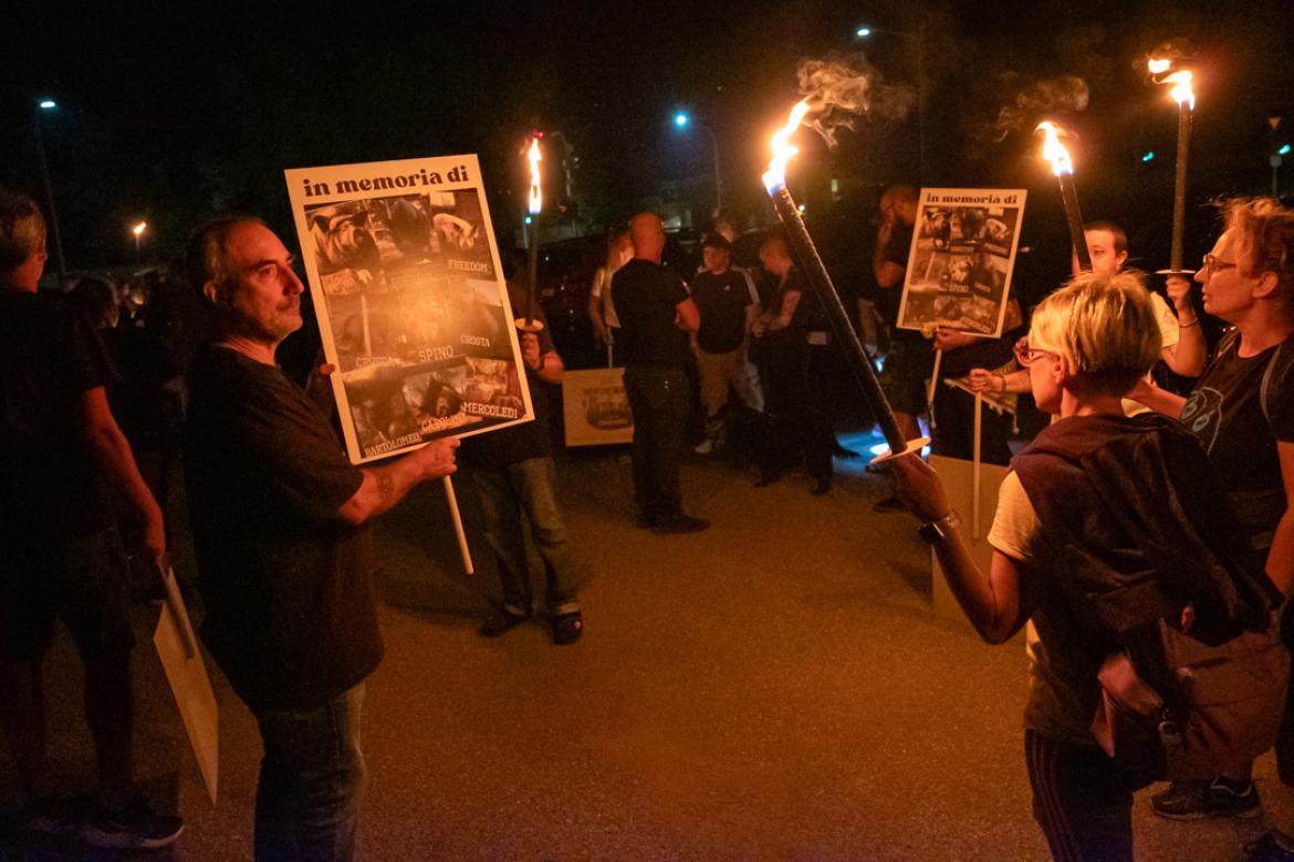 Fiaccolata per ricordare i maiali uccisi: ieri sera 500 persone a Zinasco