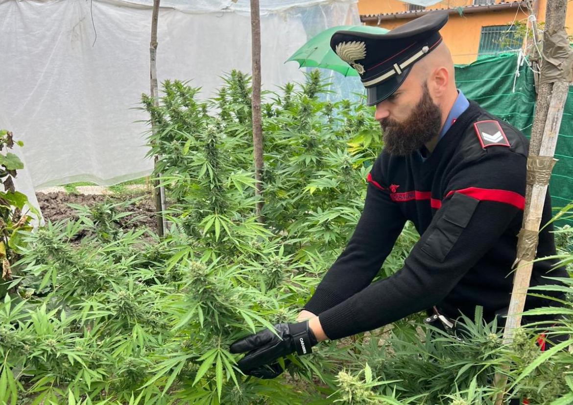 Otto piante di marijuana in casa, denunciato un 32enne
