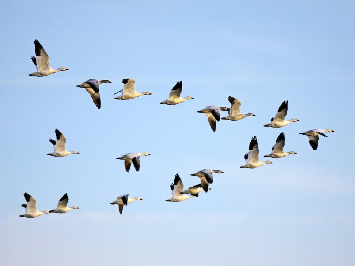 Eurobirdwatch: appuntamento all'Oasi Lipu Bosco del Vignolo