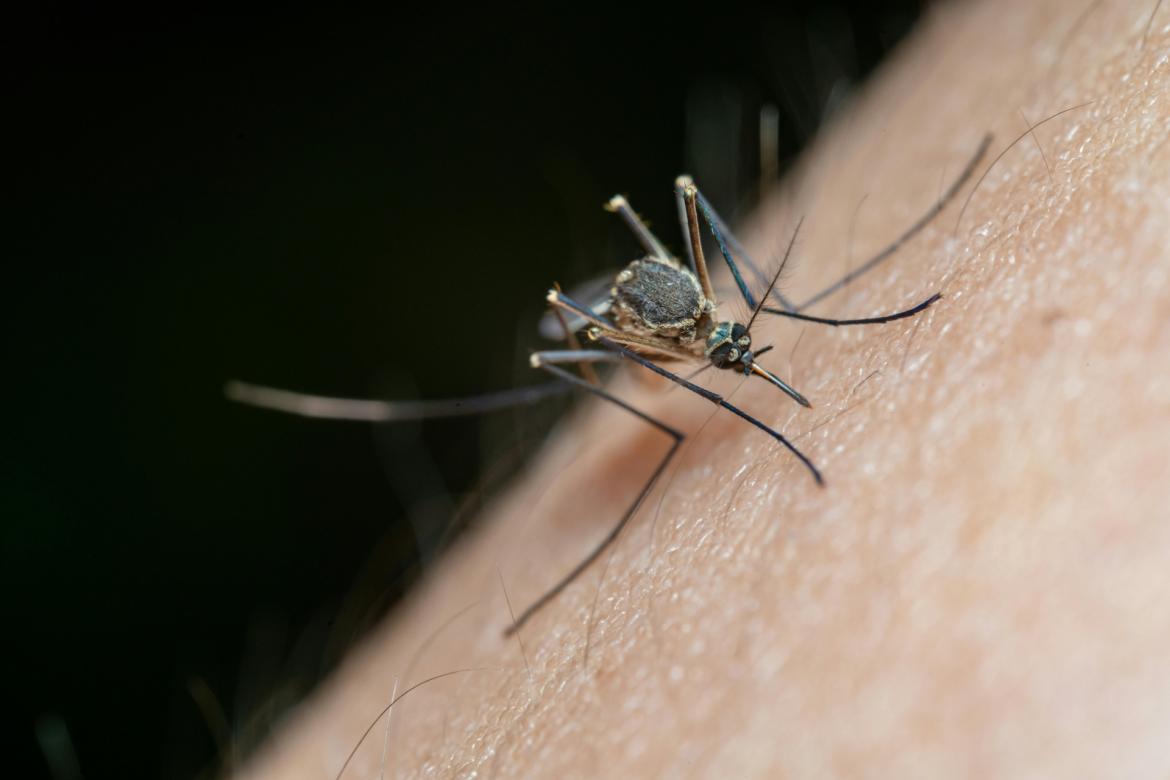 West Nile Virus, nuovo caso in Lomellina: un 60enne di Palestro ricoverato a Vercelli