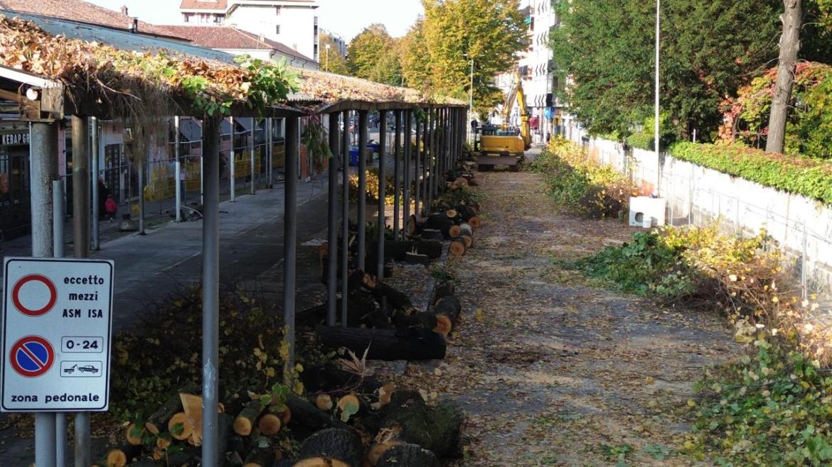 Terminato il "massacro" dei tigli al mercato coperto: le immagini