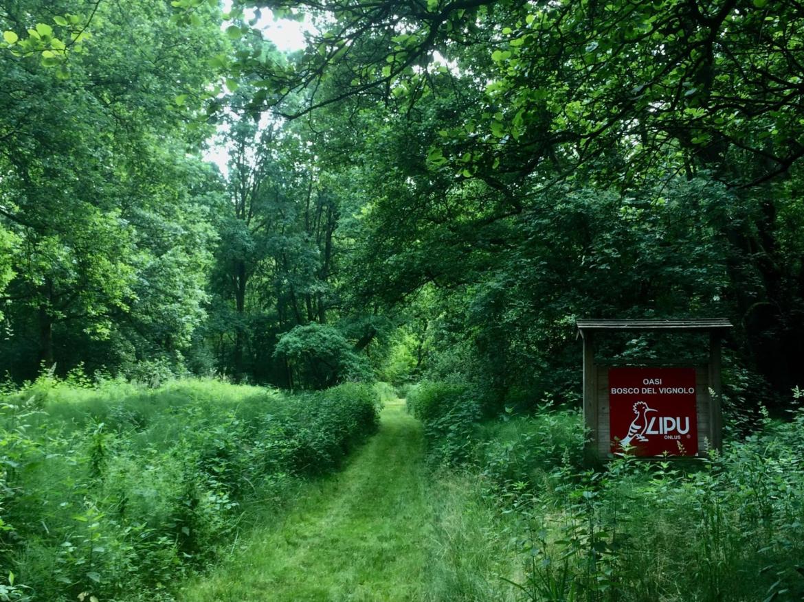 Un Halloween da ascoltare: il bosco svela i suoi segreti