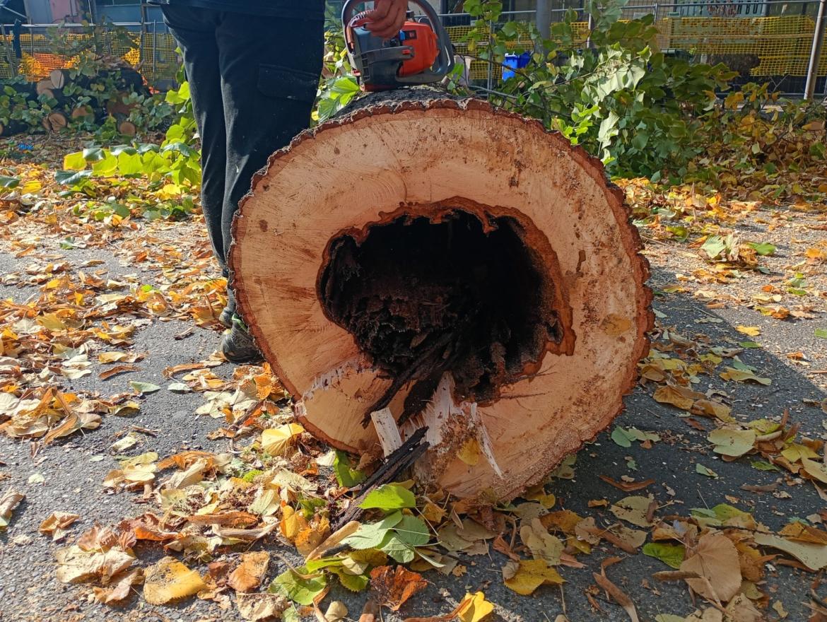 I 12 tigli di via Rocca Vecchia si potevano salvare? È guerra delle fotografie tra opposizione e Comune