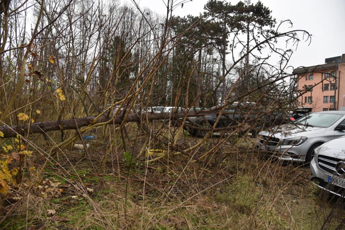 Un albero cade su un'automobile posteggiata all'ospedale Asilo Vittoria di Mortara