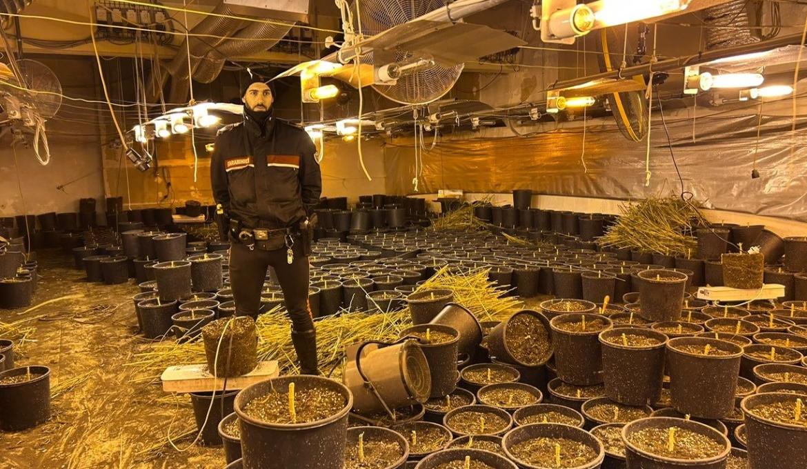Scoperta una coltivazione illegale di marijuana all’interno di un capannone abbandonato dell'Oltrepò Pavese