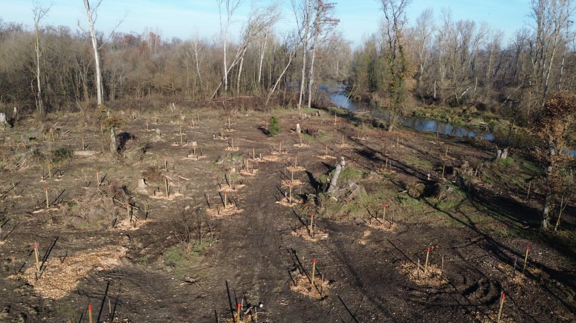 Alberi secolari caduti, specie aliene in arrivo: corsa contro il tempo per salvare i boschi del Ticino
