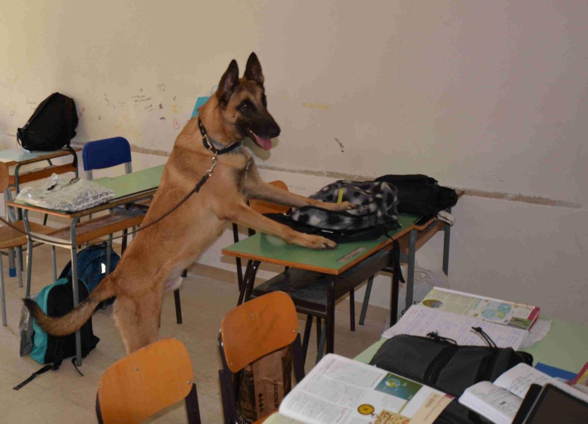 Controlli nelle scuole superiori di Pavia: trovati hashish e tre coltellini