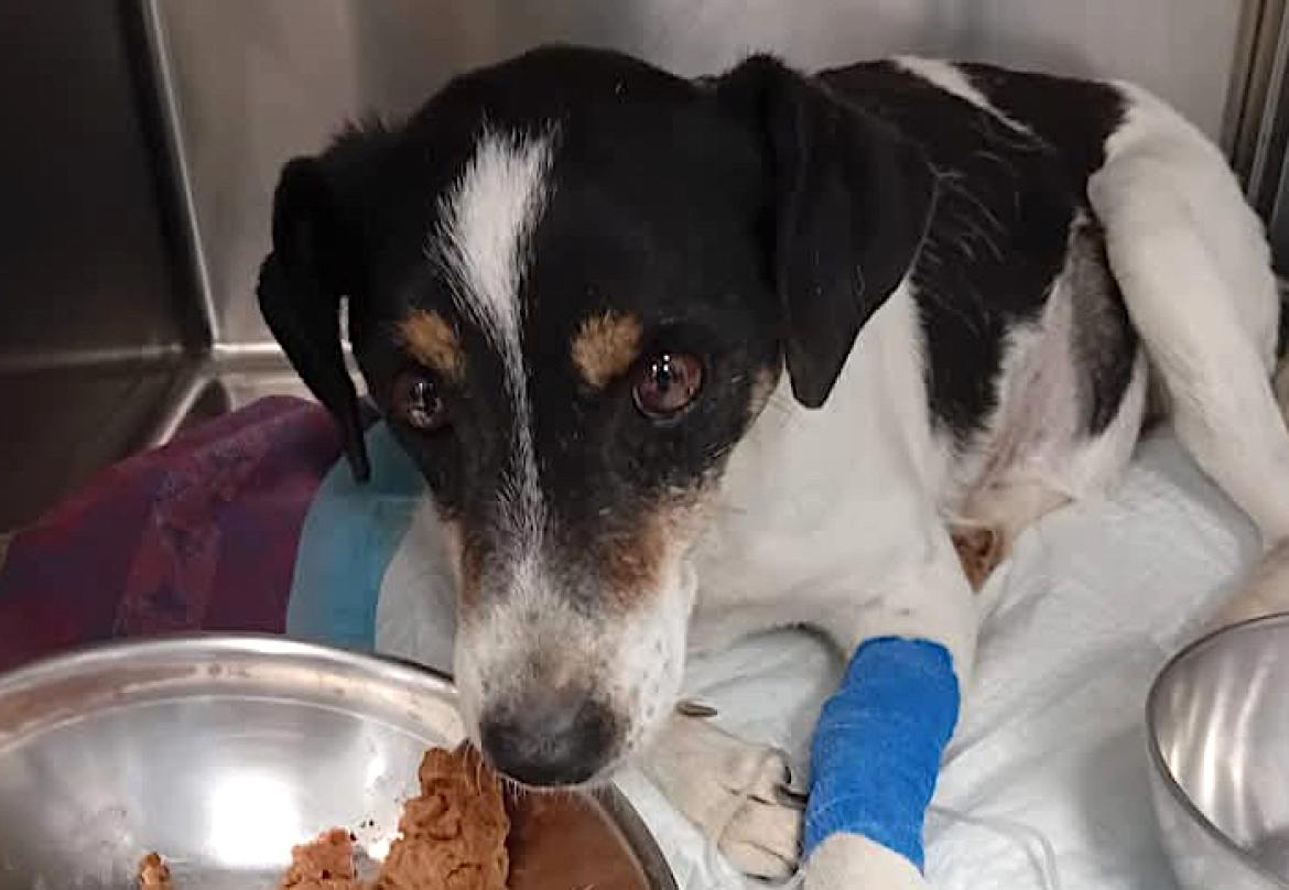 Cagnolina malata scaricata in strada viene salvata da un gruppo di passanti