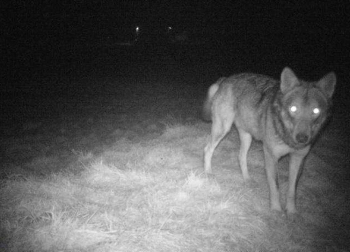 Il lupo non deve far paura: gli accorgimenti per stare tranquilli