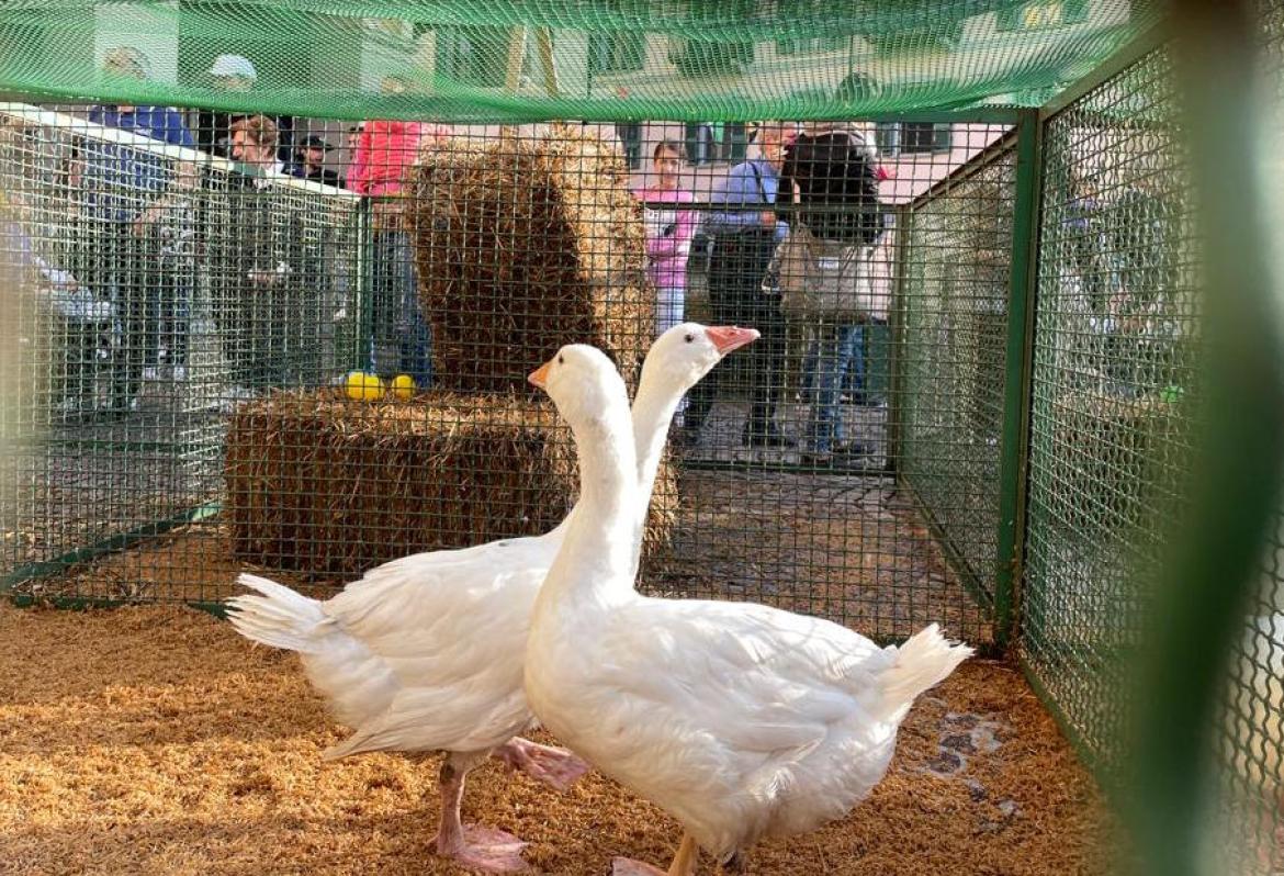 Mortara, per la sagra Ascom vuole tornare a essere protagonista