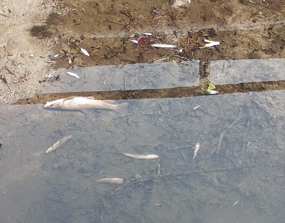 Gambol&ograve;, strage di pesci nel canale