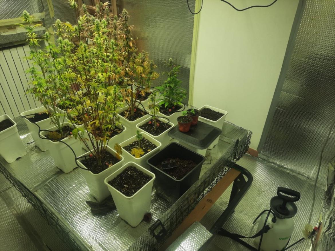 Arrivano per un furto e scoprono la serra di marijuana del vicino di casa