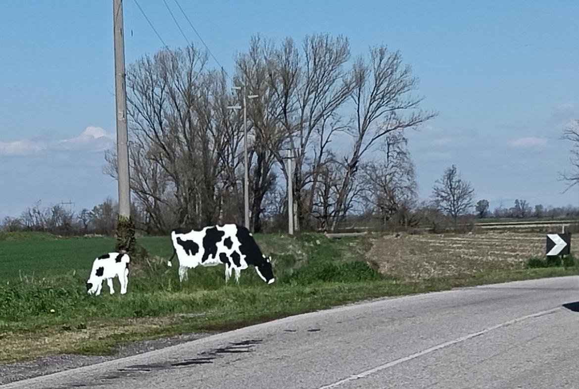 Gravellona, il borgo d&rsquo;arte si arricchisce: spunta la sagoma di un vitellino sulla strada per Cassolnovo