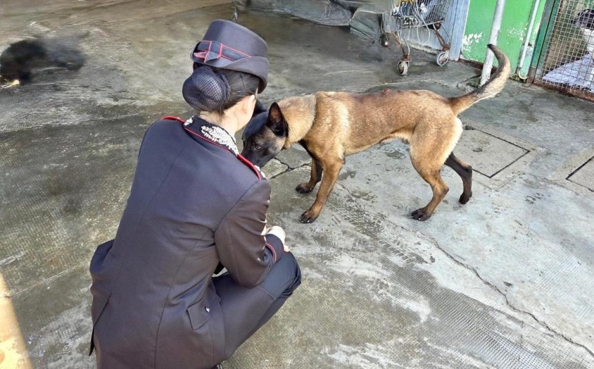 Vigevano: 25enne fermato con la droga. Durante la perquisizione i carabinieri trovano un cane malnutrito e in stato di abbandono