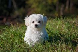 Cuccioli venduti prima dei 60 giorni di vita e altre violazioni: 27 mila euro di multa a due allevamenti di cani