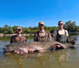 Pesca record nel Po: catturato un pesce siluro di 230 centimetri