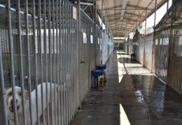Furto al canile di Vigevano: scavalca, forza i serragli e fugge con sei esemplari
