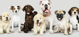 A Vigevano il Gran galà del cane