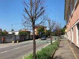 Mortara, i viali degli alberi morti: da via Gorizia a corso Torino