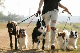 Gestione dei cani in città: il comune di Gambolò vuole offrire delle lezioni con un educatore cinofilo