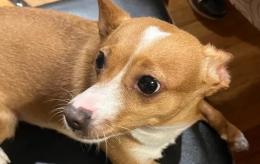 Guendalina, il cane ucciso dai ladri a Vigevano: avviata una raccolta fondi a favore del canile