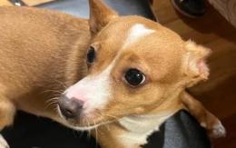 I proprietari della cagnolina Guendalina donano 12.500 euro ai volontari dell’Adai

