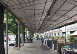 Un’altra voce si alza contro l'abbattimento dei tigli e la sostituzione della copertura del Mercato Coperto a Vigevano

