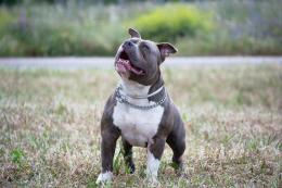 Agricoltore assalito da un cane di grossa taglia lasciato libero