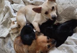 Vigevano, i cagnolini di Sharon spariti nel nulla dopo il furto notturno