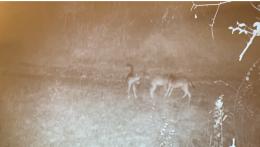 Prima cucciolata di lupi nel Parco del Ticino