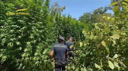 La Guardia di Finanza scopre una piantagione di cannabis nel parco del Ticino. La sostanza ha un valore di un milione di euro

