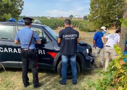 Lotta al "caporalato": i carabinieri  denunciano i titolari di 5 aziende, multe per 140 mila euro