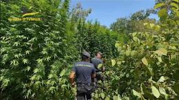 Altra piantagione di cannabis sul Ticino, ma sulla sponda milanese
